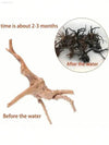 Aquarium driftwood before and after soaking.