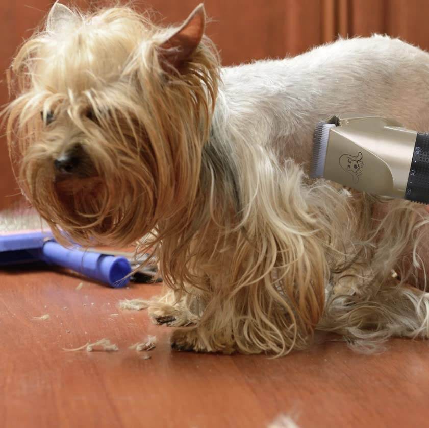 Pet Grooming Tool Set 3 for Home Pet Haircuts - Estalios