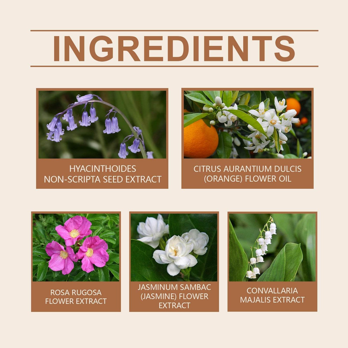 Bellflower Perfume For Women Fresh Elegant Floral Fragrance - Estalios
