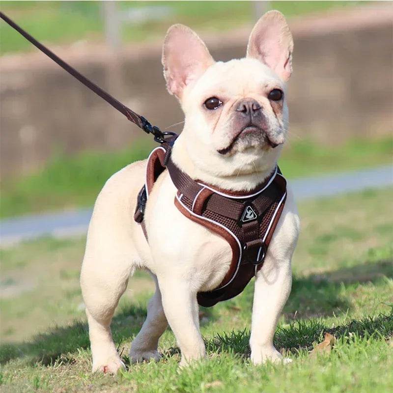 No Pull Dog Harness and Leash Set for Small Dogs Cats - Estalios