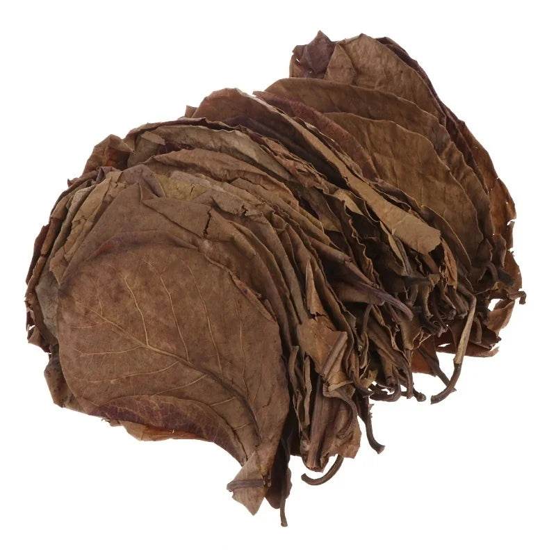 30PCS Natural Terminalia Catappa Leaves for Fish Tank Care - Estalios