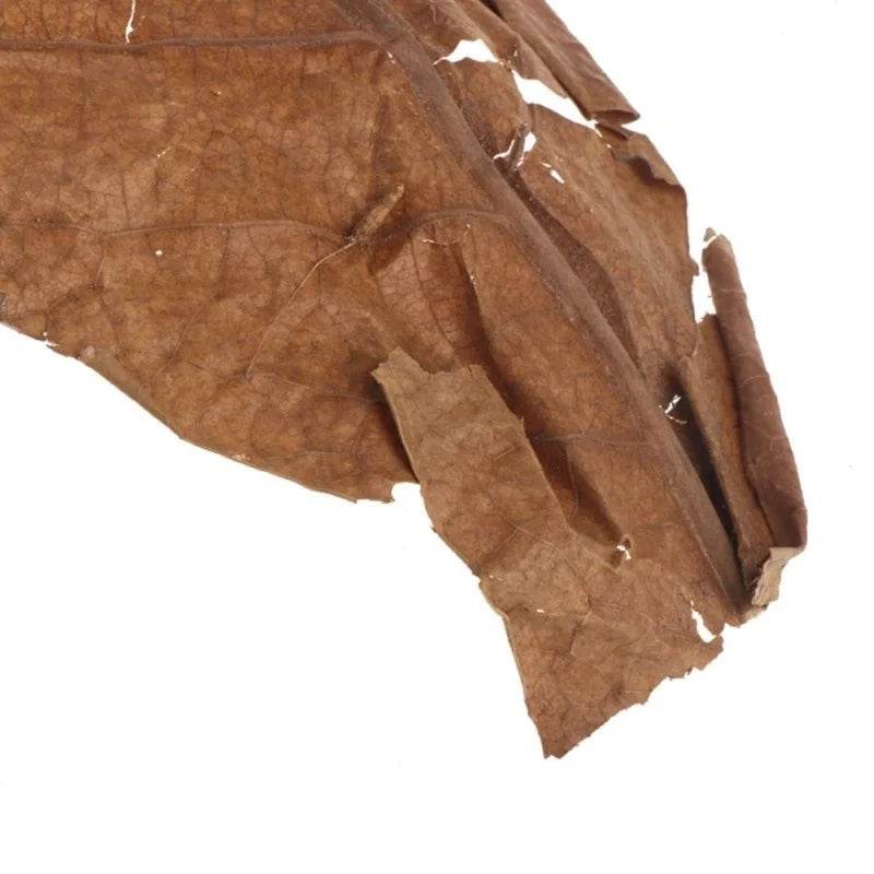30PCS Natural Terminalia Catappa Leaves for Fish Tank Care - Estalios