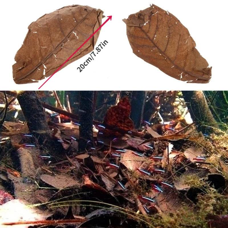 30PCS Natural Terminalia Catappa Leaves for Fish Tank Care - Estalios
