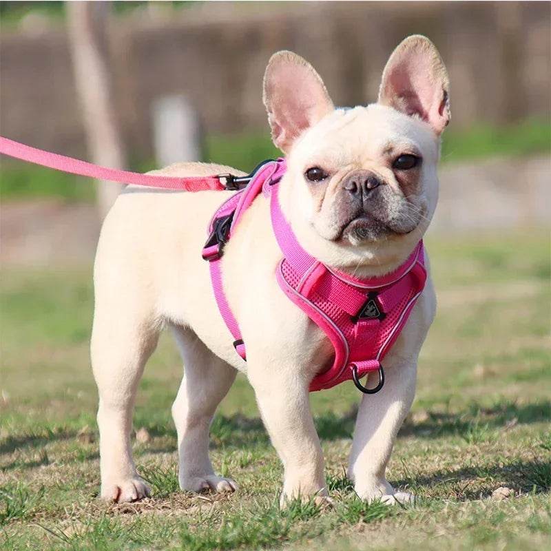 No Pull Dog Harness and Leash Set for Small Dogs Cats - Estalios