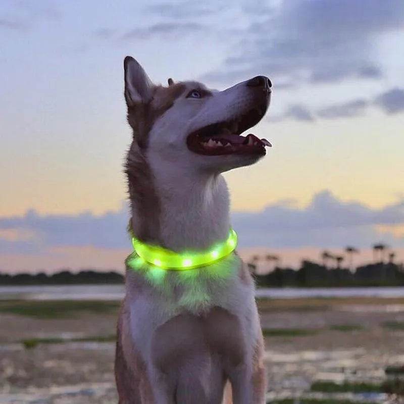 LED Luminous Dog Collar Waterproof USB Light for Night Safety - Estalios