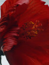 πΊ Captivating Essence β Jo Malone London Red Hibiscus Intense Cologne | Luxurious Fragrance for Any Occasion - 100 ml