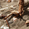 Driftwood Cuckoo Roots Cylinder Aquarium Ornament 7-25CM - Estalios