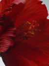 πΊ Luxurious Essence β Jo Malone London Red Hibiscus Intense Cologne | Ideal for Alluring Fragrance Lovers - 50 ml