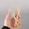 New DIY Driftwood Aquarium Moss Tree Decor for Fish Tanks - Estalios