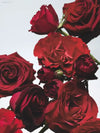 πΉ Signature Scent β Jo Malone London Red Roses Cologne 30ml | Perfect for Gifting or Everyday Elegance - 30 ml