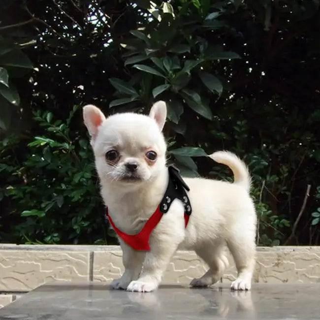Pawsome Bold Adjustable Dog Harness for Stylish Adventures - Estalios