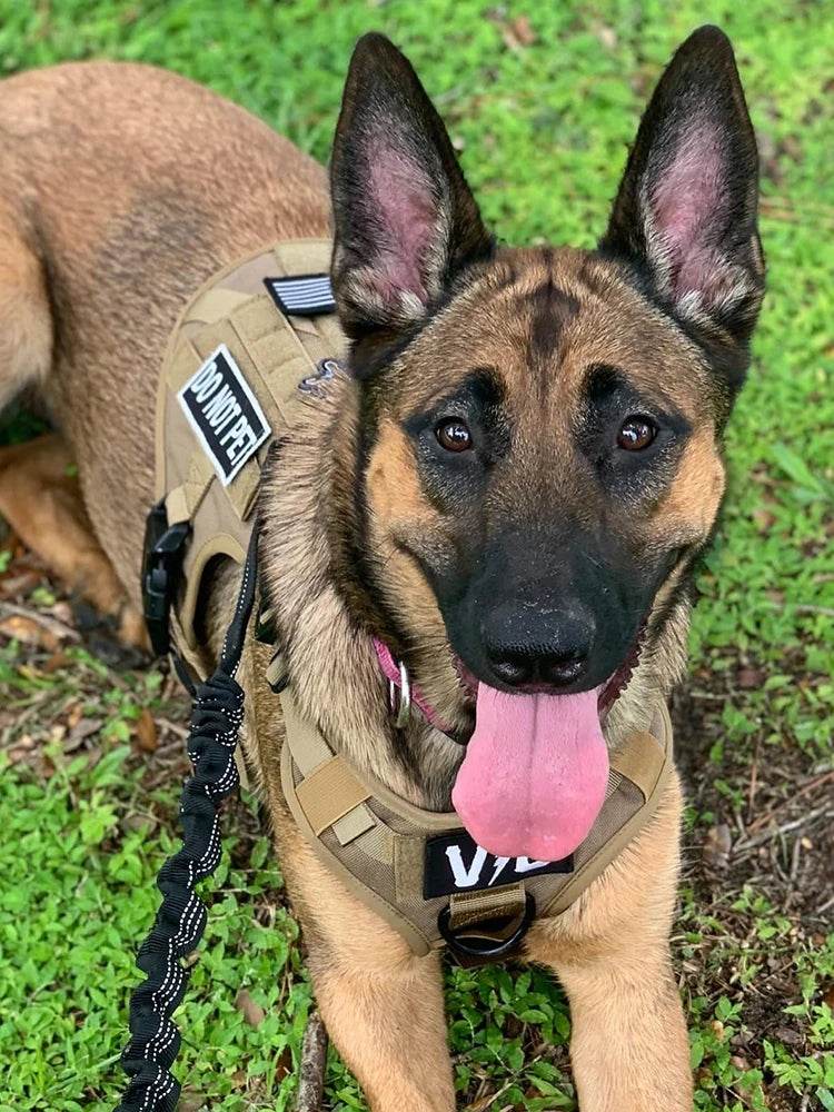 Military Large Dog Harness Leash for Tactical Training - Estalios