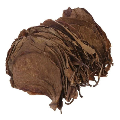 30PCS Natural Terminalia Catappa Leaves for Fish Tank Care - Estalios