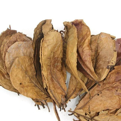 30PCS Natural Terminalia Catappa Leaves for Fish Tank Care - Estalios