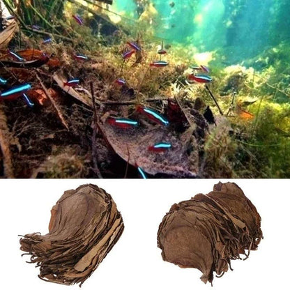 30PCS Natural Terminalia Catappa Leaves for Fish Tank Care - Estalios