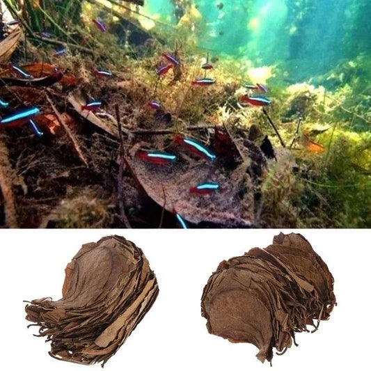 30PCS Natural Terminalia Catappa Leaves for Fish Tank Care - Estalios