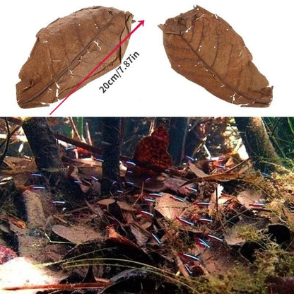 30PCS Natural Terminalia Catappa Leaves for Fish Tank Care - Estalios