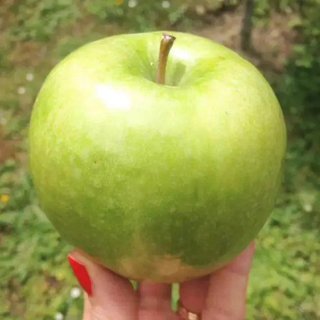Zesty Apple Foaming Cleanser by Pomone Paris for Radiant Skin.