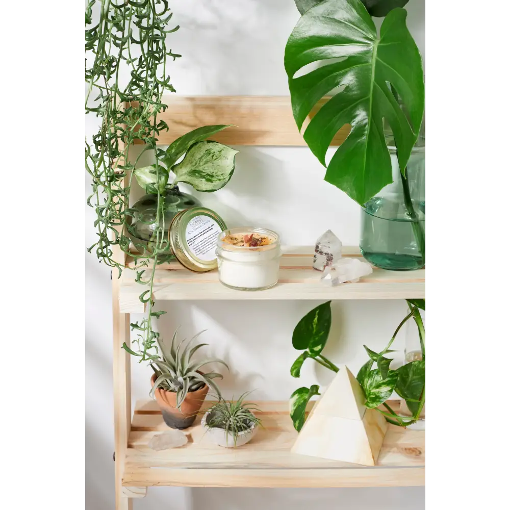 Two-tiered wooden shelf showcasing plants and an Abundance Ritual Candle set