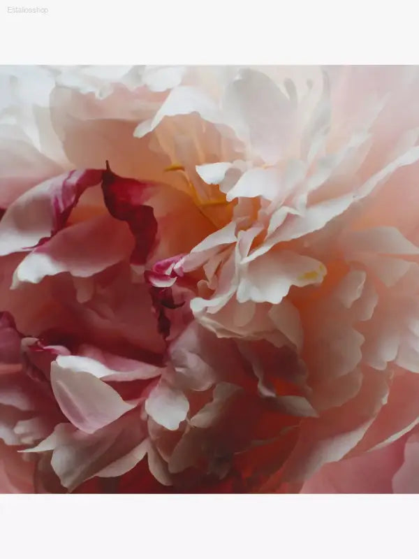 🌸 Captivating Aroma – Jo Malone London Peony and Blush Suede Cologne 9ml | Perfect for Gifting or Everyday Elegance - 9