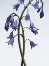 🌸 Captivating Aroma – Jo Malone London Wild Bluebell Cologne 30ml | Perfect for Gifting or Everyday Elegance - 30 ml