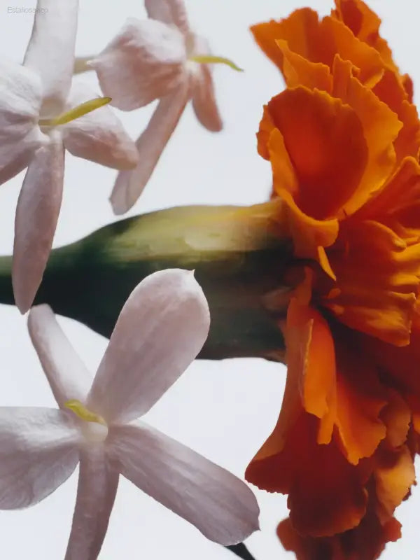 🌸 Captivating Essence – Jo Malone London Jasmine Sambac & Marigold Cologne 50ml | Perfect for Elegant Gifting - 50 ml