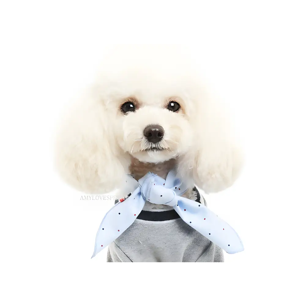 White poodle in a blue polka-dot scarf from Dot Form-Scarf Baby Wrap & Poodle Pal