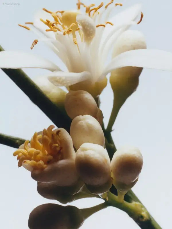 🌸 Effortless Elegance – Jo Malone London Orange Blossom Cologne 30ml | Perfect for Gifting or Everyday Luxury - 30 ml