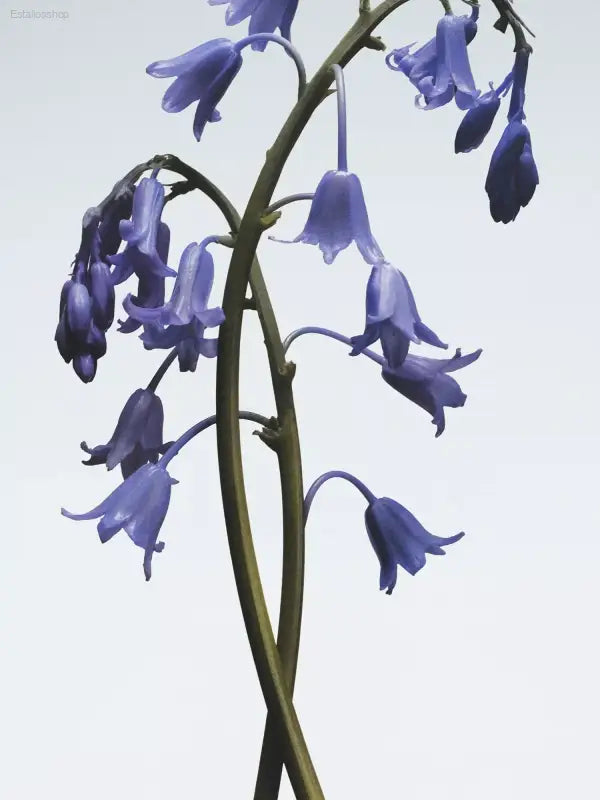 🕯️ Enchanting Fragrance – Jo Malone London Wild Bluebell Candle | Perfect for Creating a Relaxing Atmosphere - 200 g