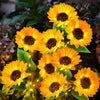 Solar Powered 1/3 Head Sunflower LED Lights for Outdoor Garden Decor - Waterproof String Lights for Weddings, Parties & Christmas