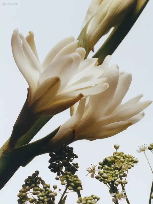 🌺 Invigorating Elegance – Jo Malone London Tuberose Angelica Cologne Intense 50ml | Perfect for Everyday Wear