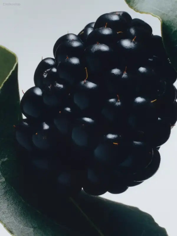 🕯️ Luxurious Aroma – Jo Malone London Blackberry & Bay Classic Candle | Perfect for Creating a Cozy Atmosphere - 200 g