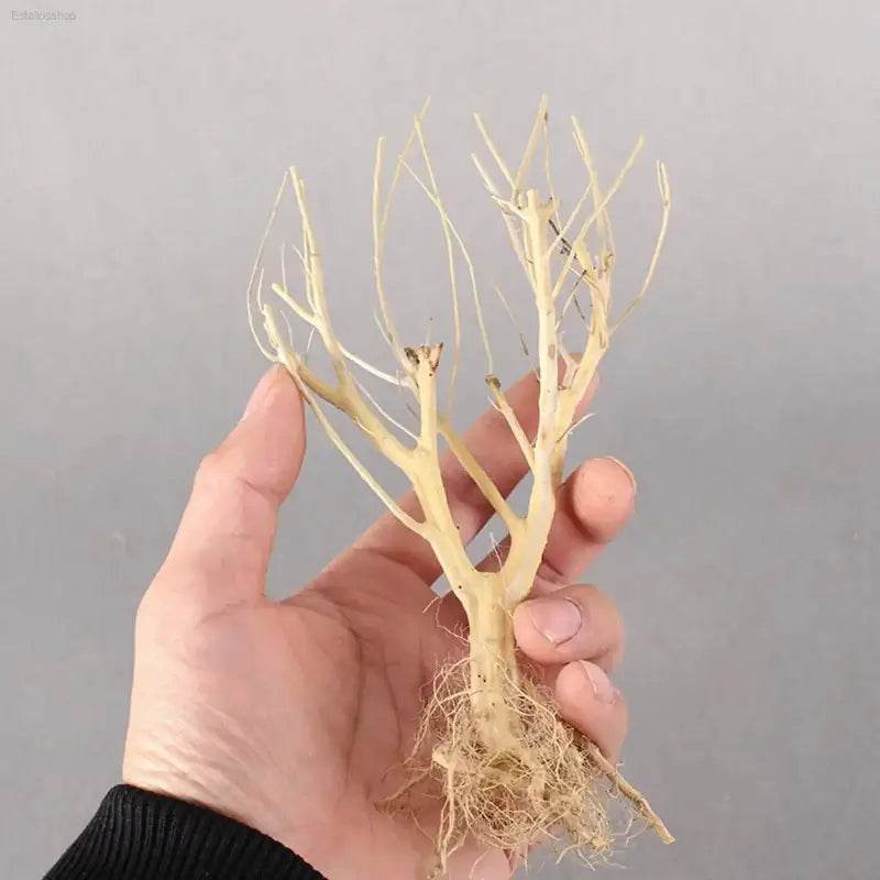 New DIY Driftwood Aquarium Moss Tree Decor for Fish Tanks - Estalios