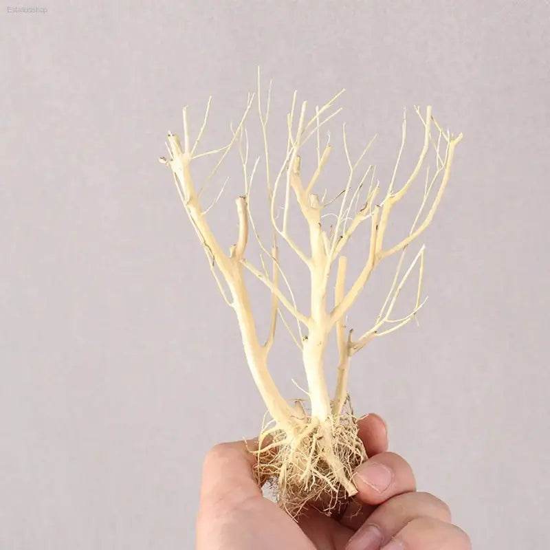 New DIY Driftwood Aquarium Moss Tree Decor for Fish Tanks - Estalios
