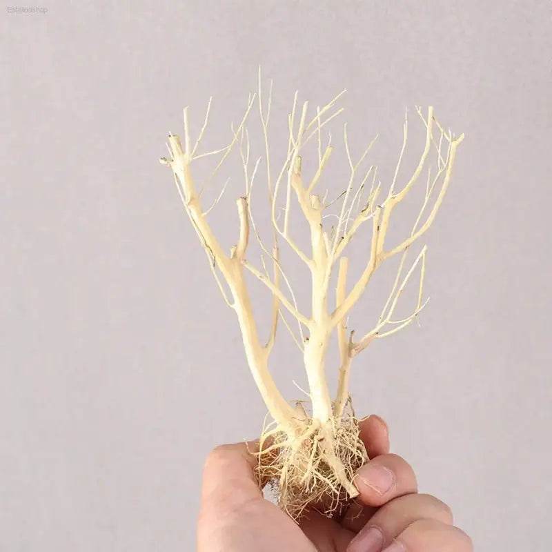 New DIY Driftwood Aquarium Moss Tree Decor for Fish Tanks - Estalios
