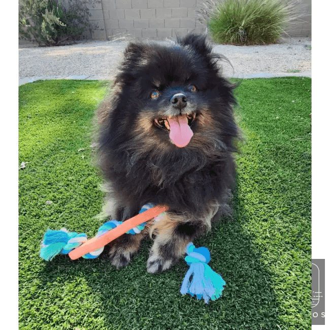 Durable Orange Rubber Bone Dog Chew Toy with Tug Rope - Estalios