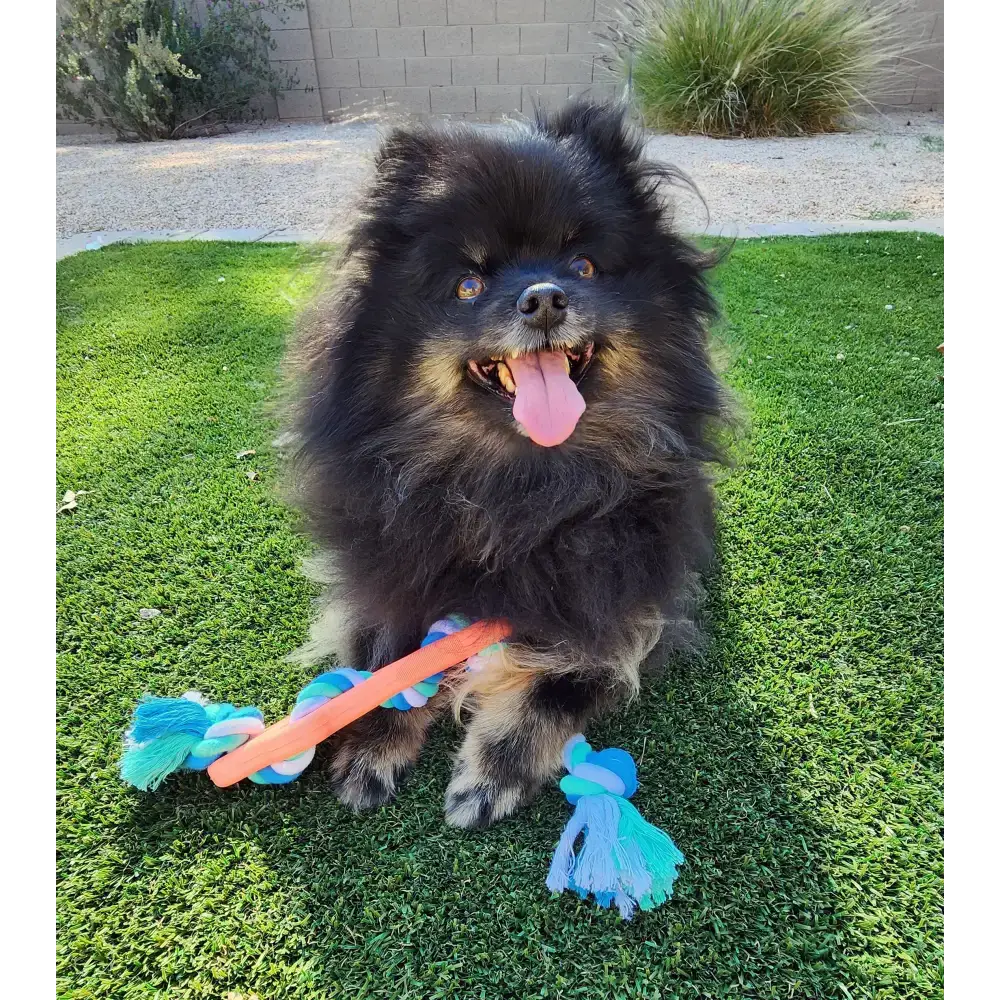 Fluffy black dog playing with the Orange Rubber Bone Dog Chew Tug Rope Toy