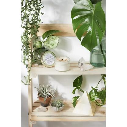 Wooden shelf showcasing Palo Santo Space Clearing Candle Set with plants and candles