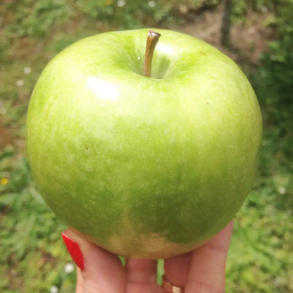 Round green apple with a stem for Pomone Paris Apple Pluri-Actives Cleanser