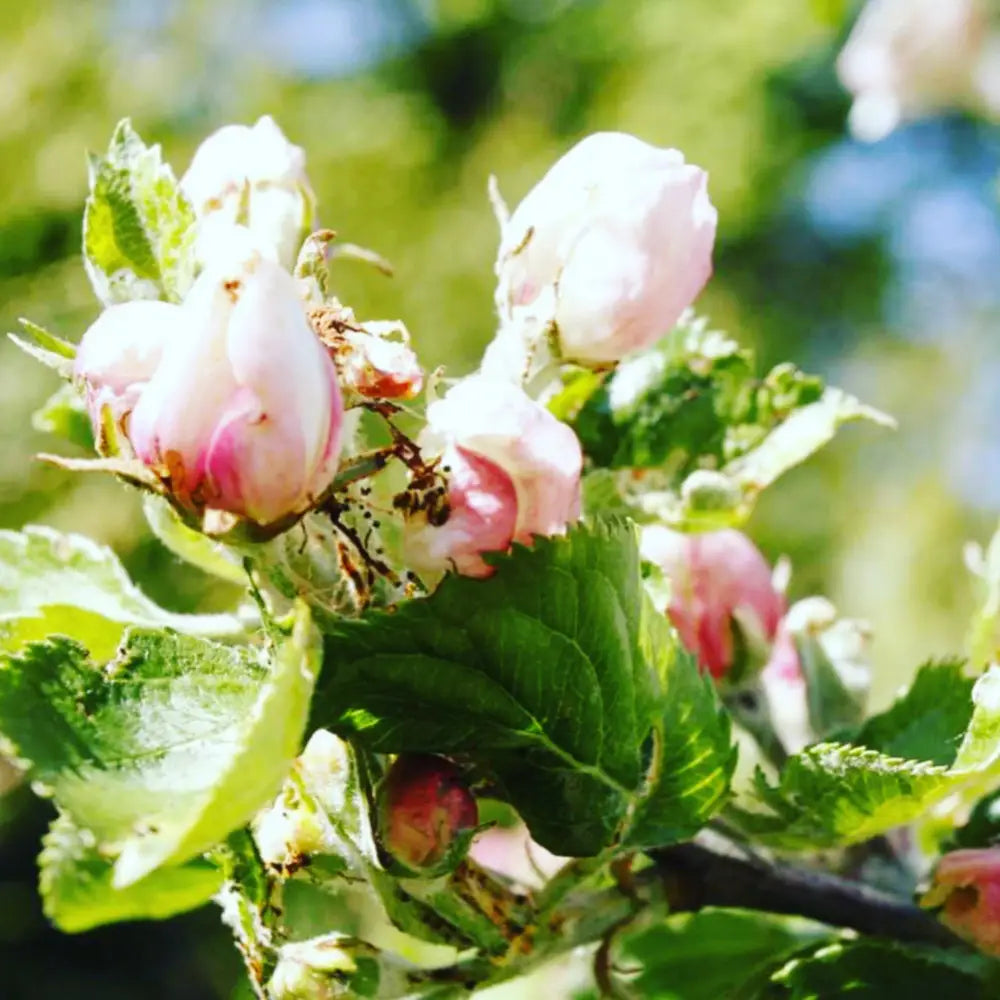 Apple blossoms in pink hues, highlighting Pomone Paris Apple Pluri-Actives Cleanser