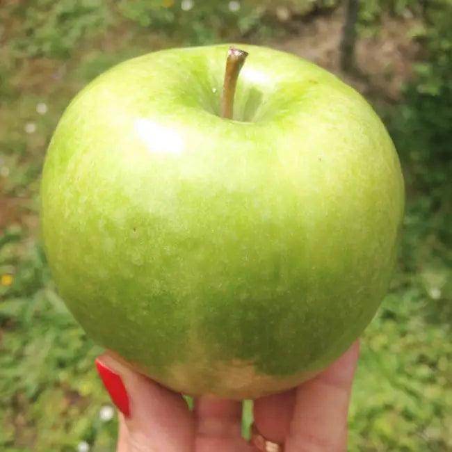 Zesty Apple Foaming Cleanser by Pomone Paris for Radiant Skin - Estalios