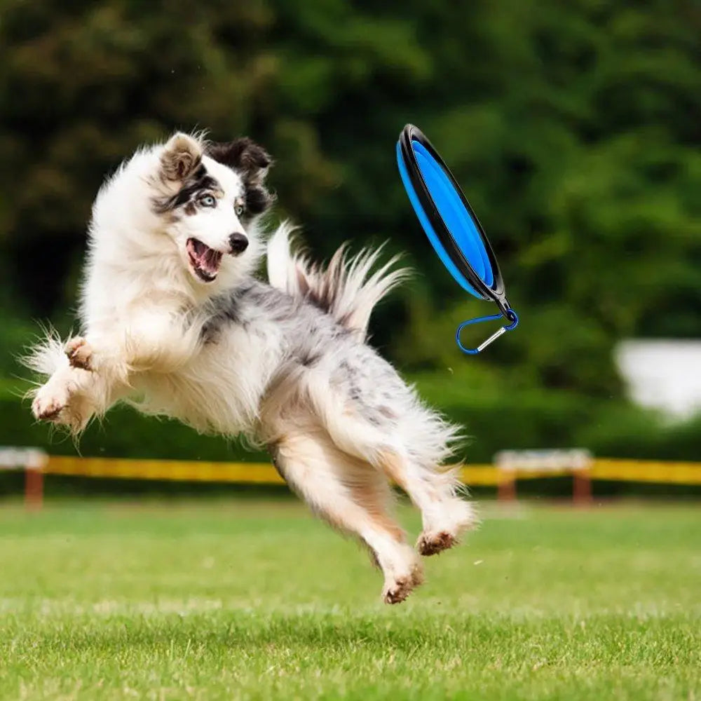 Energetic dog leaping for a blue disc beside a collapsible silicone bowl and drinking water bottle