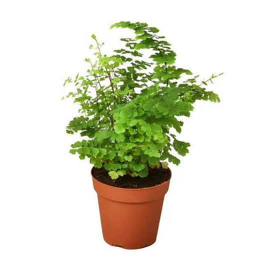 Enchant Your Space with a Lush Maidenhair Fern - Estalios