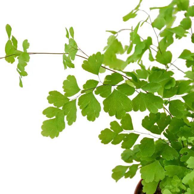 Enchant Your Space with a Lush Maidenhair Fern - Estalios