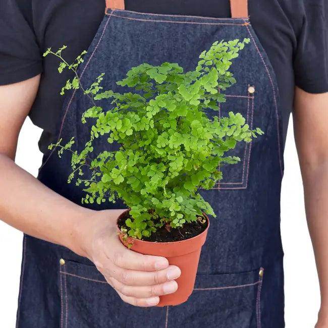 Enchant Your Space with a Lush Maidenhair Fern - Estalios