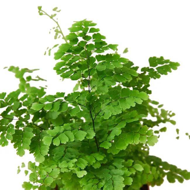 Enchant Your Space with a Lush Maidenhair Fern - Estalios