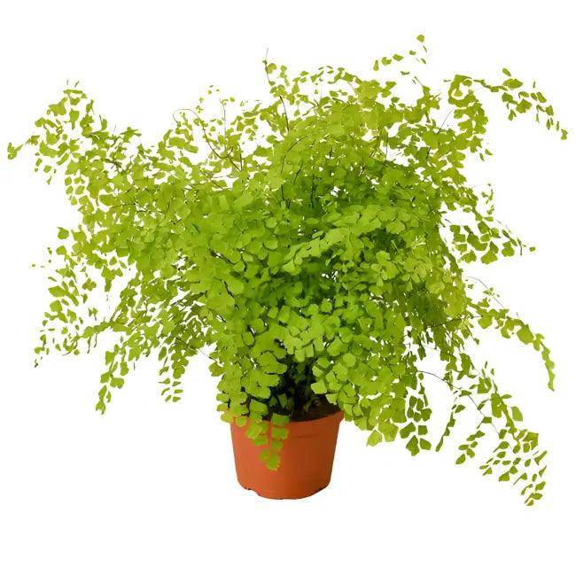 Enchant Your Space with a Lush Maidenhair Fern - Estalios