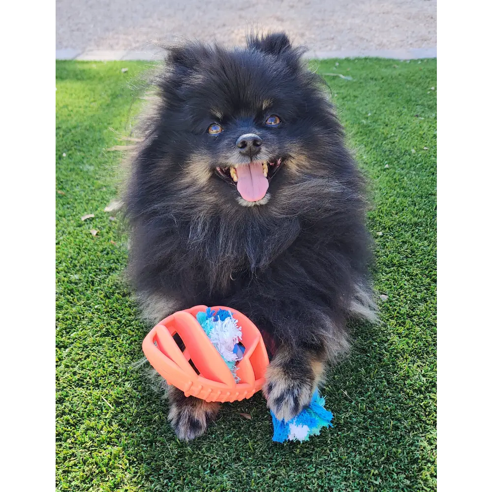 Smiling black and tan Pomeranian playing with a rubber football dog tug rope toy