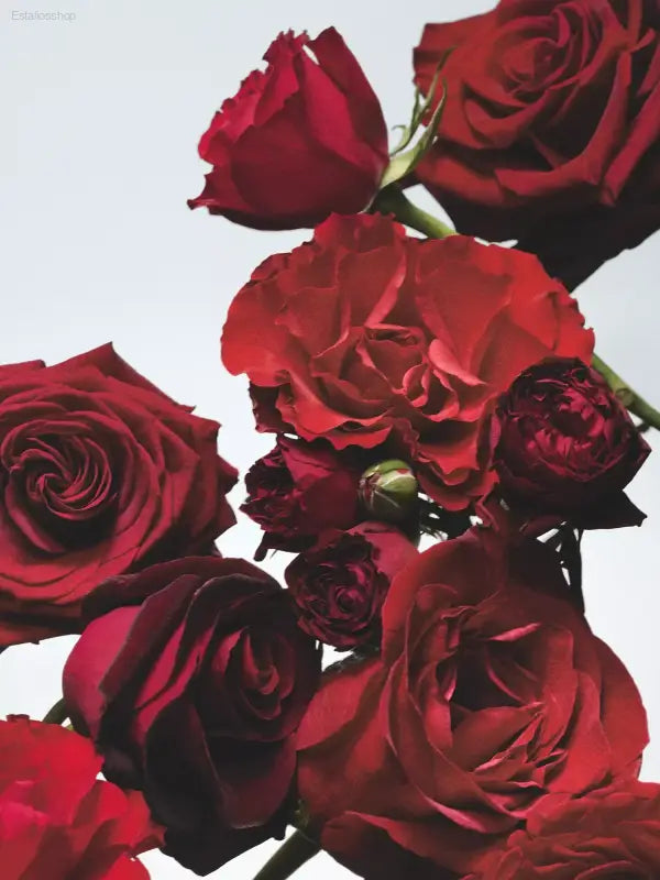 🌹 Signature Scent – Jo Malone London Red Roses Cologne 30ml | Perfect for Gifting or Everyday Elegance - 30 ml