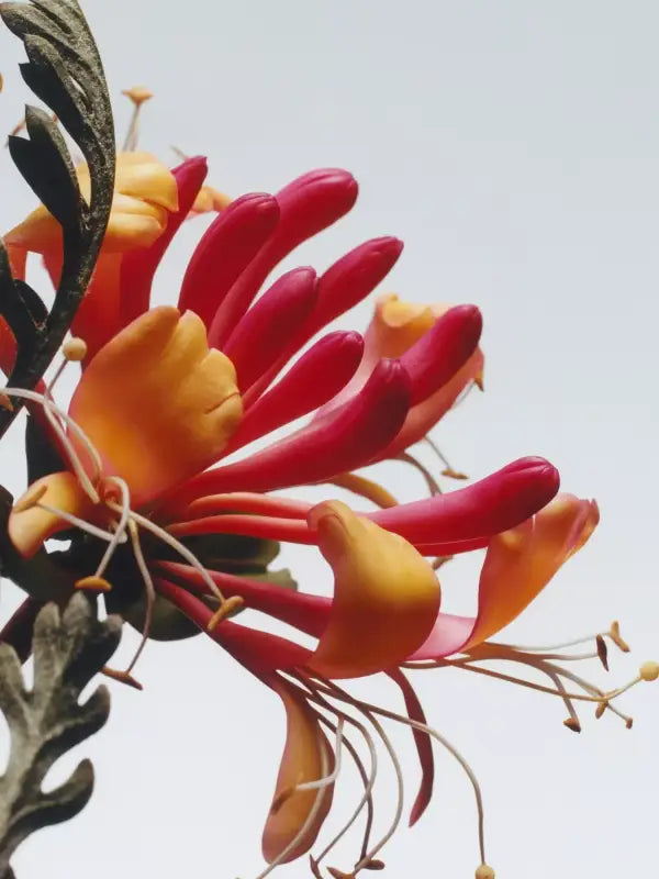 ✨ Soothing Ambiance – Jo Malone London Honeysuckle & Davana Classic Candle | Perfect for Creating a Warm Atmosphere